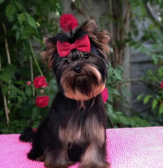 standard yorkie puppies for sale